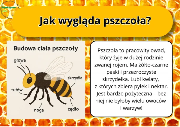 Pakiet edukacyjny na Światowy Dzień Pszczoły - obrazek 2
