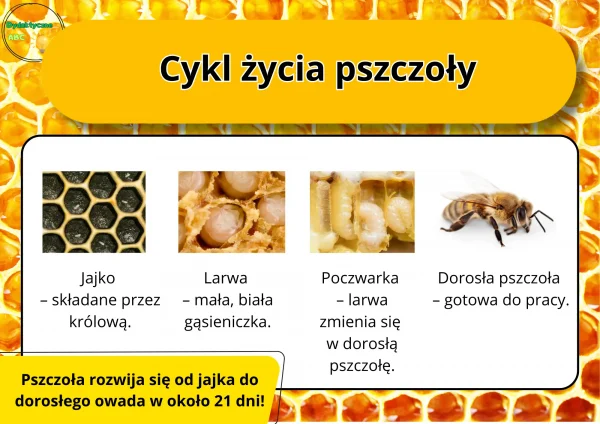 Pakiet edukacyjny na Światowy Dzień Pszczoły - obrazek 3